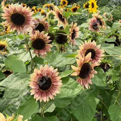 Picture of Helianthus (Sunflower) Cherry Rose F1